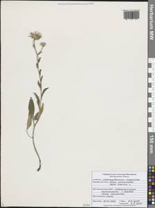 Aster amellus L., Eastern Europe, Central forest-and-steppe region (E6) (Russia)