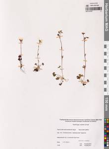 Saxifraga sibirica L., Siberia, Chukotka & Kamchatka (S7) (Russia)