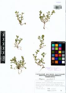 Polygonum humifusum Mert. ex C. Koch, Siberia, Baikal & Transbaikal region (S4) (Russia)