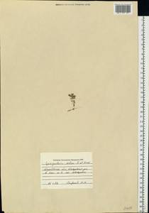 Spergularia marina (L.) Besser, Eastern Europe, Central forest-and-steppe region (E6) (Russia)