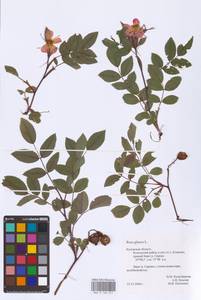 Rosa glauca Pourr., Eastern Europe, Central region (E4) (Russia)