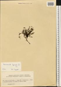 Harrimanella hypnoides (L.) Coville, Eastern Europe, Northern region (E1) (Russia)