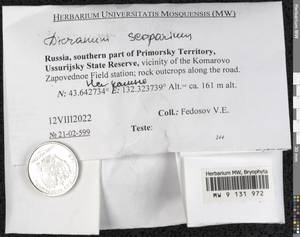 Dicranum scoparium Hedw., Bryophytes, Bryophytes - Russian Far East (excl. Chukotka & Kamchatka) (B20) (Russia)
