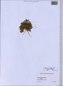 Cherleria biflora (L.) A. J. Moore & Dillenb., Western Europe (EUR) (Svalbard and Jan Mayen)