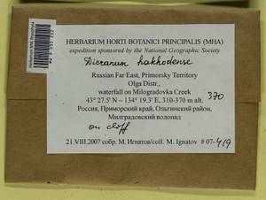 Dicranum viride var. hakkodense (Cardot) Takaki, Bryophytes, Bryophytes - Russian Far East (excl. Chukotka & Kamchatka) (B20) (Russia)