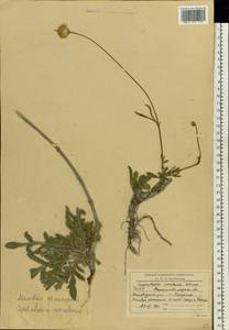 Cephalaria uralensis (Murray) Roem. & Schult., Eastern Europe, North Ukrainian region (E11) (Ukraine)