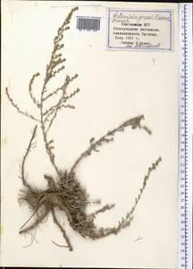 Artemisia gracilescens Krasch. & Iljin, Middle Asia, Northern & Central Tian Shan (M4) (Kyrgyzstan)