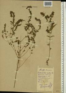 Odontites vulgaris, Eastern Europe, Central forest-and-steppe region (E6) (Russia)