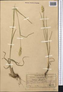 Dactylis glomerata L., Middle Asia, Western Tian Shan & Karatau (M3) (Uzbekistan)