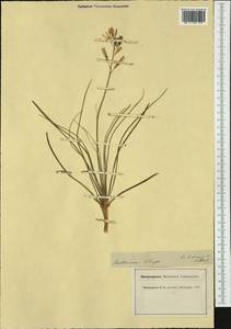 Anthericum liliago L., Western Europe (EUR) (Switzerland)