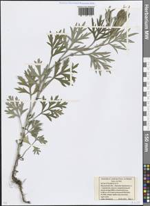 Artemisia umbrosa Turcz. ex DC., Eastern Europe, Moscow region (E4a) (Russia)