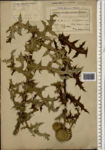Echinops sphaerocephalus L., Caucasus, Azerbaijan (K6) (Azerbaijan)