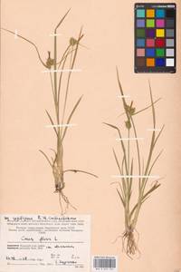 Carex flava L., Eastern Europe, Northern region (E1) (Russia)