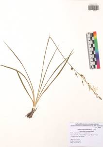 Anthericum ramosum L., Eastern Europe, Central region (E4) (Russia)