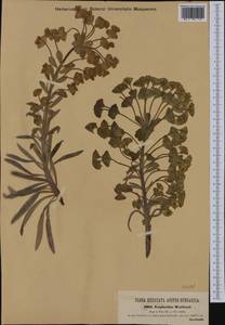 Euphorbia characias subsp. wulfenii (Hoppe ex W.D.J.Koch) Radcl.-Sm., Western Europe (EUR) (Italy)