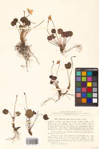 Plagiorhegma dubium Maxim., Siberia, Russian Far East (S6) (Russia)