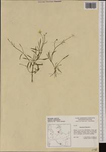 Ranunculus flammula, Western Europe (EUR) (Germany)