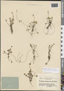 Halerpestes sarmentosus (Adams) Kom., Siberia, Altai & Sayany Mountains (S2) (Russia)