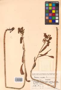 Phedimus aizoon (L.) 't Hart, Siberia, Russian Far East (S6) (Russia)