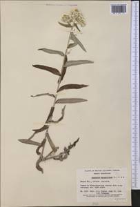 Anaphalis margaritacea (L.) Benth., America (AMER) (Canada)