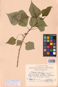 Populus ×canadensis Moench, Eastern Europe, Middle Volga region (E8) (Russia)