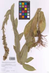 Verbascum thapsus L., Eastern Europe, Moscow region (E4a) (Russia)