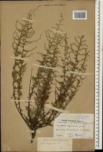 Artemisia taurica Willd., Caucasus, Dagestan (K2) (Russia)