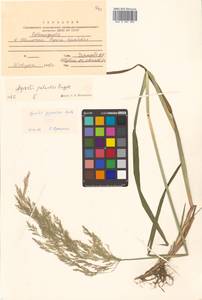 Agrostis gigantea Roth, Siberia, Russian Far East (S6) (Russia)