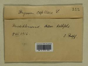 Rosulabryum capillare (Hedw.) J.R. Spence, Bryophytes, Bryophytes - Western Europe (BEu) (Germany)