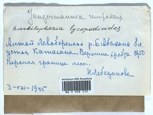 Barbilophozia lycopodioides (Wallr.) Loeske, Bryophytes, Bryophytes - Western Siberia (including Altai) (B15) (Russia)