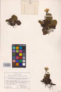 Geum montanum L., Eastern Europe, West Ukrainian region (E13) (Ukraine)