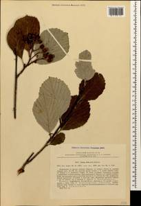 Sorbus subfusca (Ledeb. ex Nordm.) Boiss., Caucasus, Azerbaijan (K6) (Azerbaijan)