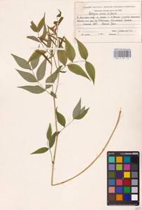 Lathyrus vernus (L.) Bernh., Eastern Europe, Eastern region (E10) (Russia)