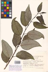 Populus ×moscoviensis Schröd., Eastern Europe, Moscow region (E4a) (Russia)