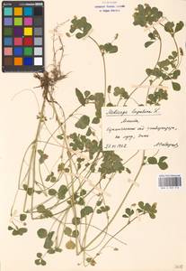 Medicago lupulina L., Eastern Europe, Moscow region (E4a) (Russia)