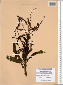 Rumex conglomeratus Murray, Caucasus, Azerbaijan (K6) (Azerbaijan)