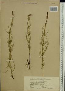 Equisetum palustre L., Eastern Europe, Central forest-and-steppe region (E6) (Russia)