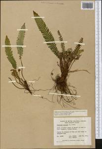 Struthiopteris spicant (L.) Weiss, America (AMER) (Canada)