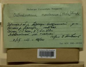 Orthodicranum montanum (Hedw.) Loeske, Bryophytes, Bryophytes - Baikal & Transbaikal regions (B18) (Russia)