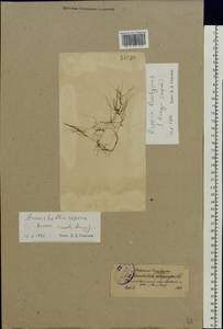 Zannichellia palustris subsp. palustris, Eastern Europe, North-Western region (E2) (Russia)