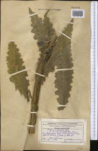 Cirsium alatum (S. G. Gmel.) Bobrov, Middle Asia, Western Tian Shan & Karatau (M3) (Kazakhstan)