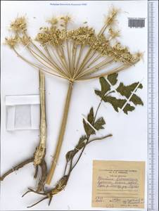 Heracleum lehmannianum Bunge, Middle Asia, Western Tian Shan & Karatau (M3) (Tajikistan)