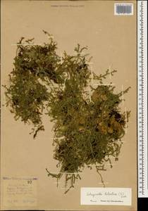 Lycopodioides helvetica (L.) Kuntze, Caucasus, Stavropol Krai, Karachay-Cherkessia & Kabardino-Balkaria (K1b) (Russia)