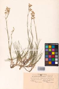 Eremogone saxatilis (L.) Ikonn., Eastern Europe, North-Western region (E2) (Russia)