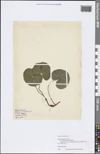 Asarum europaeum L., Eastern Europe, Central region (E4) (Russia)