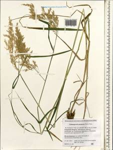 Calamagrostis purpurea (Trin.) Trin., Siberia, Russian Far East (S6) (Russia)
