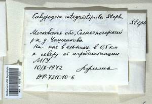 Calypogeia integristipula Steph., Bryophytes, Bryophytes - Moscow City & Moscow Oblast (B6a) (Russia)