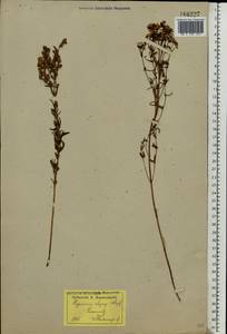 Hypericum elegans Steph. ex Willd., Eastern Europe, North Ukrainian region (E11) (Ukraine)