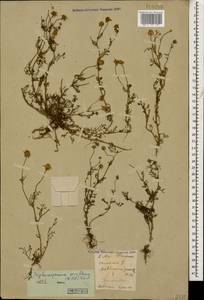 Tripleurospermum parviflorum (Willd.) Pobed., Caucasus, Krasnodar Krai & Adygea (K1a) (Russia)