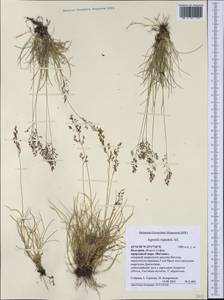 Agrostis rupestris All., Western Europe (EUR) (Bulgaria)